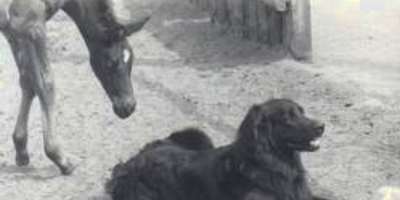bild50