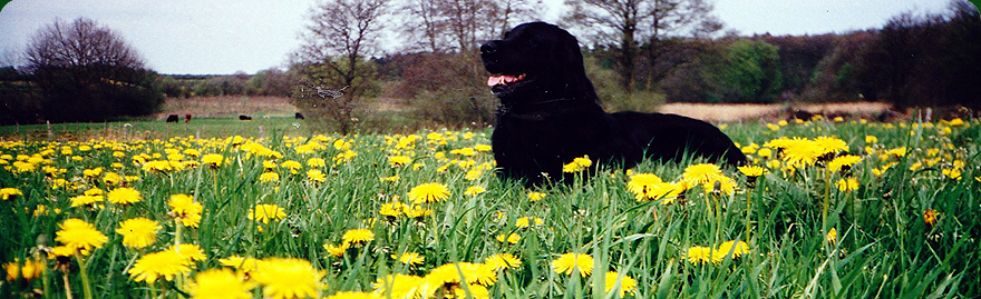 headerbild aktuell